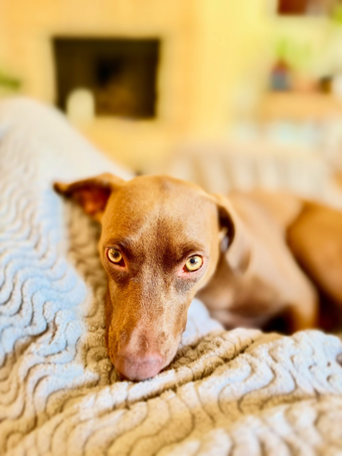 Nala, a rust-brown dog with golden eyes, lying on a cream knit blanket and looking back at the camera